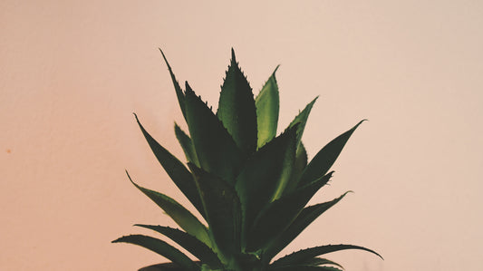 Why pretending that you are a plant may be just the thing you need...